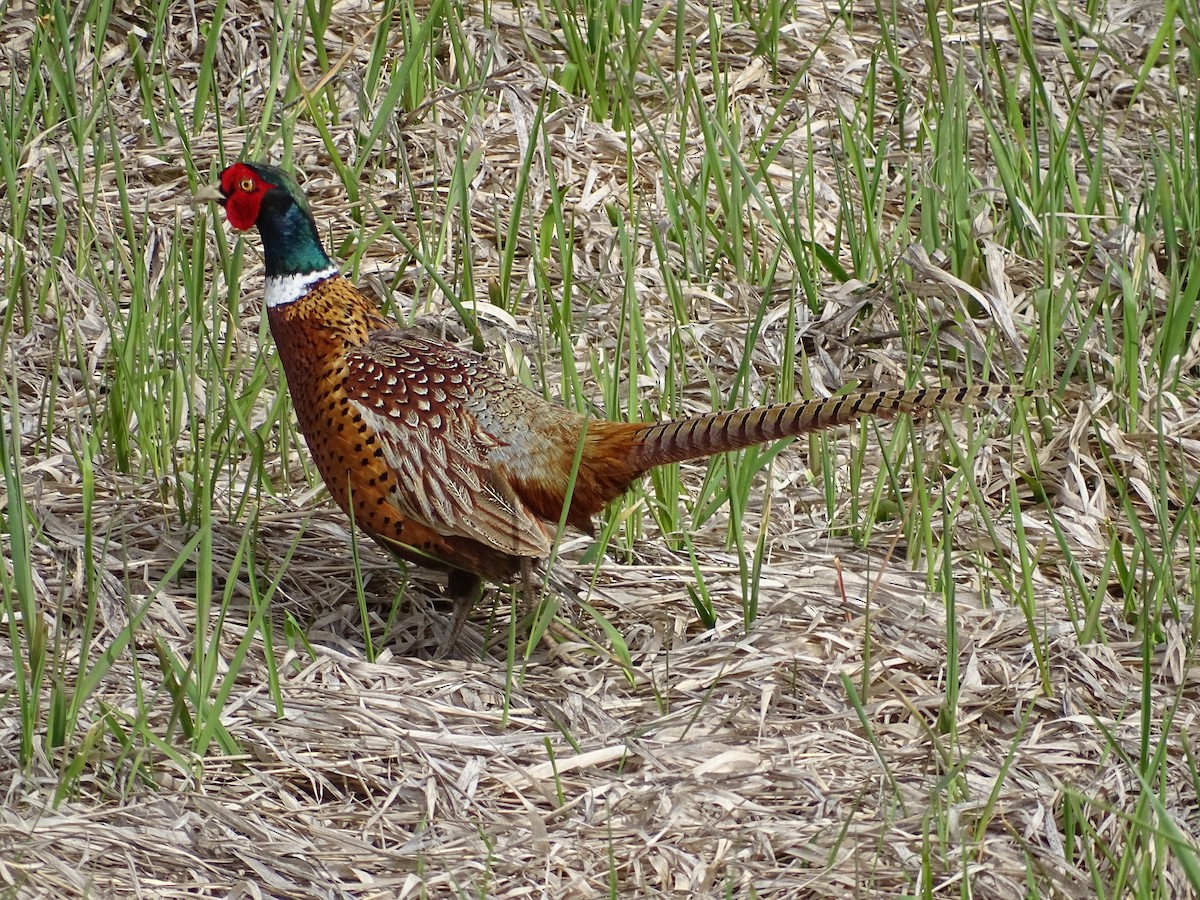 Ring-necked Pheasant - ML618161053