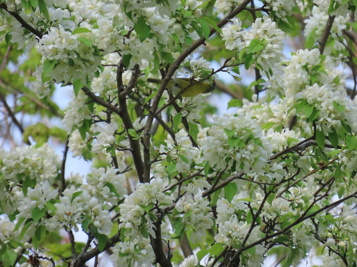 Nashville Warbler - ML618161061