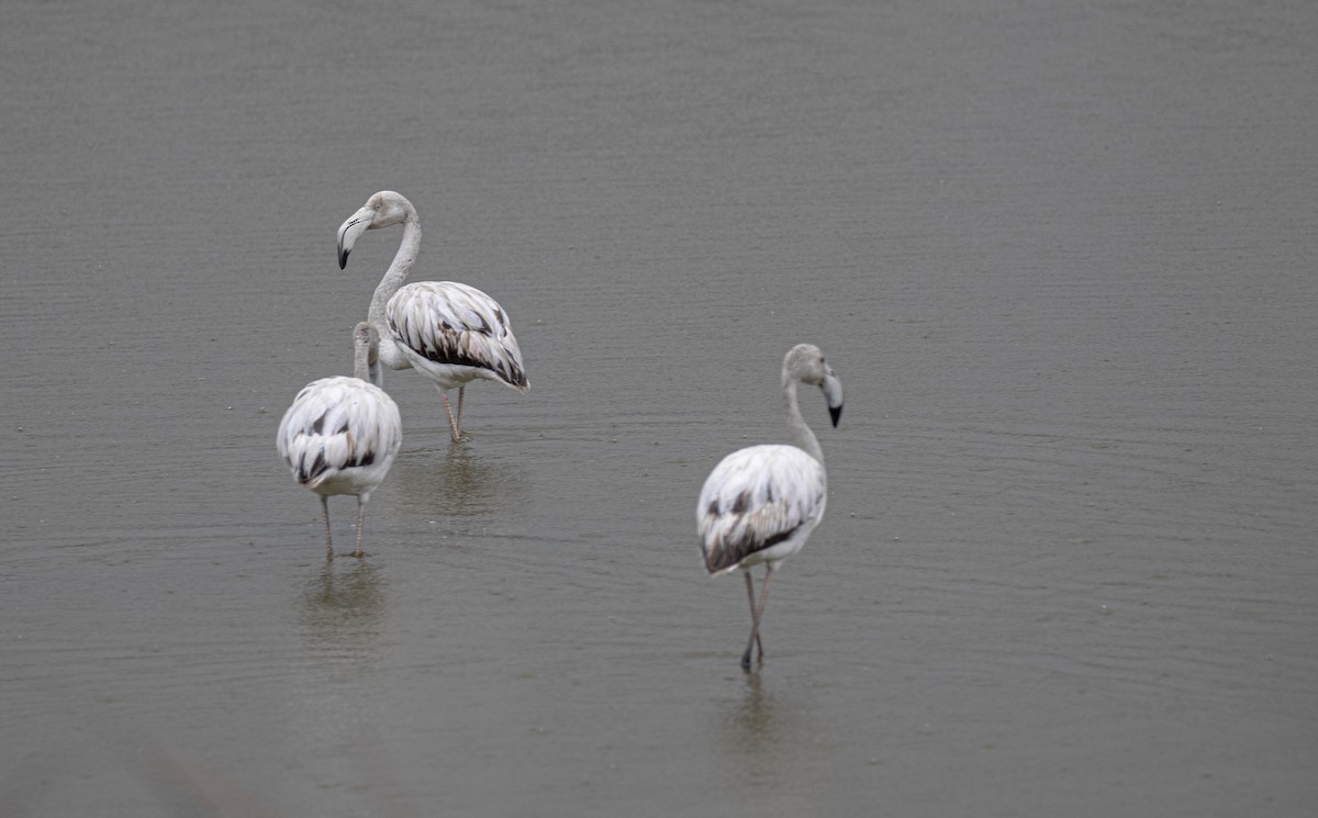 Greater Flamingo - ML618161070