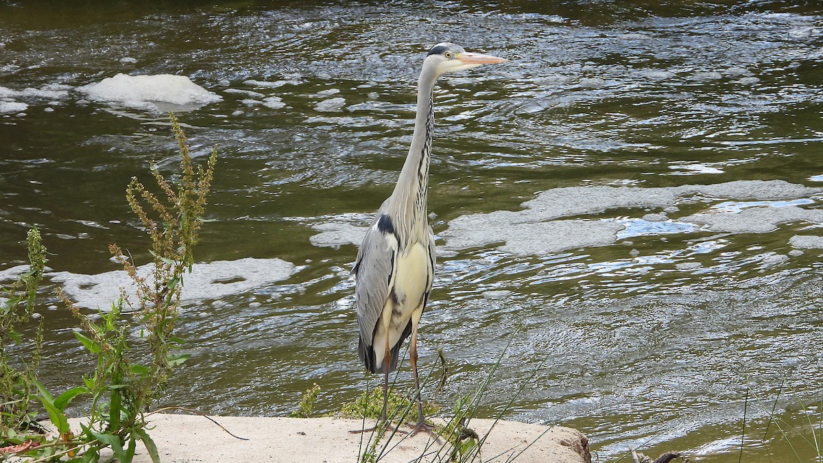 Gray Heron - Manuel García Ruiz