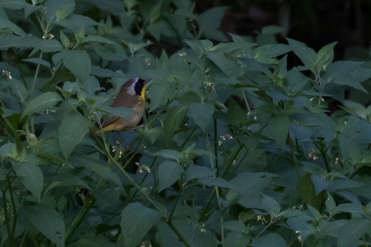 Common Yellowthroat - Gabrielle Harrison