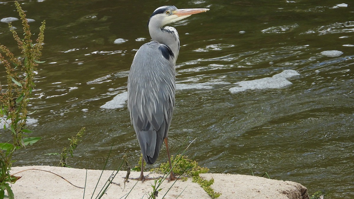 Gray Heron - ML618161088