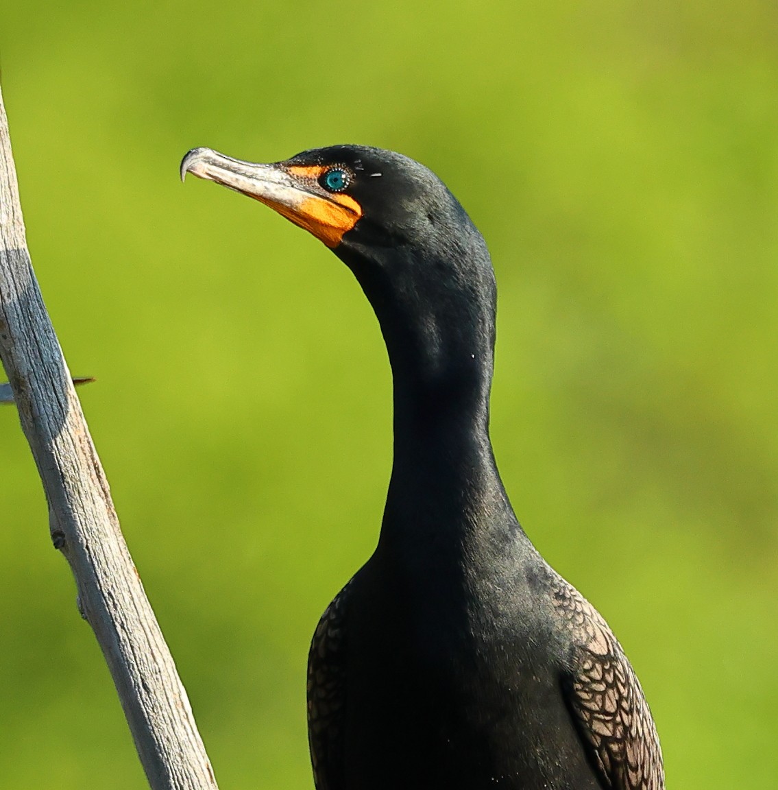 Double-crested Cormorant - Nik Teichmann