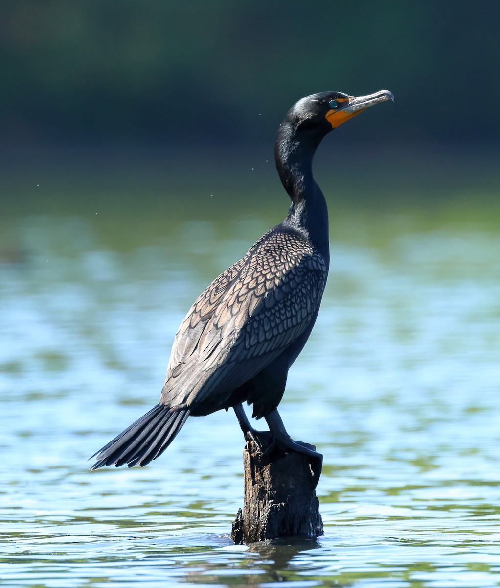 Double-crested Cormorant - Nik Teichmann