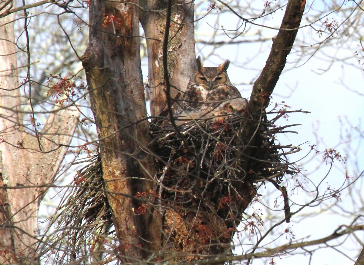 Great Horned Owl - Wayne Laubscher