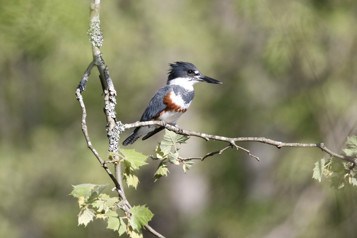 Belted Kingfisher - ML618161100