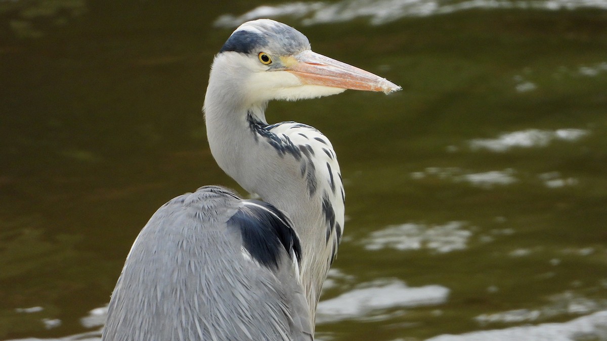 Gray Heron - Manuel García Ruiz