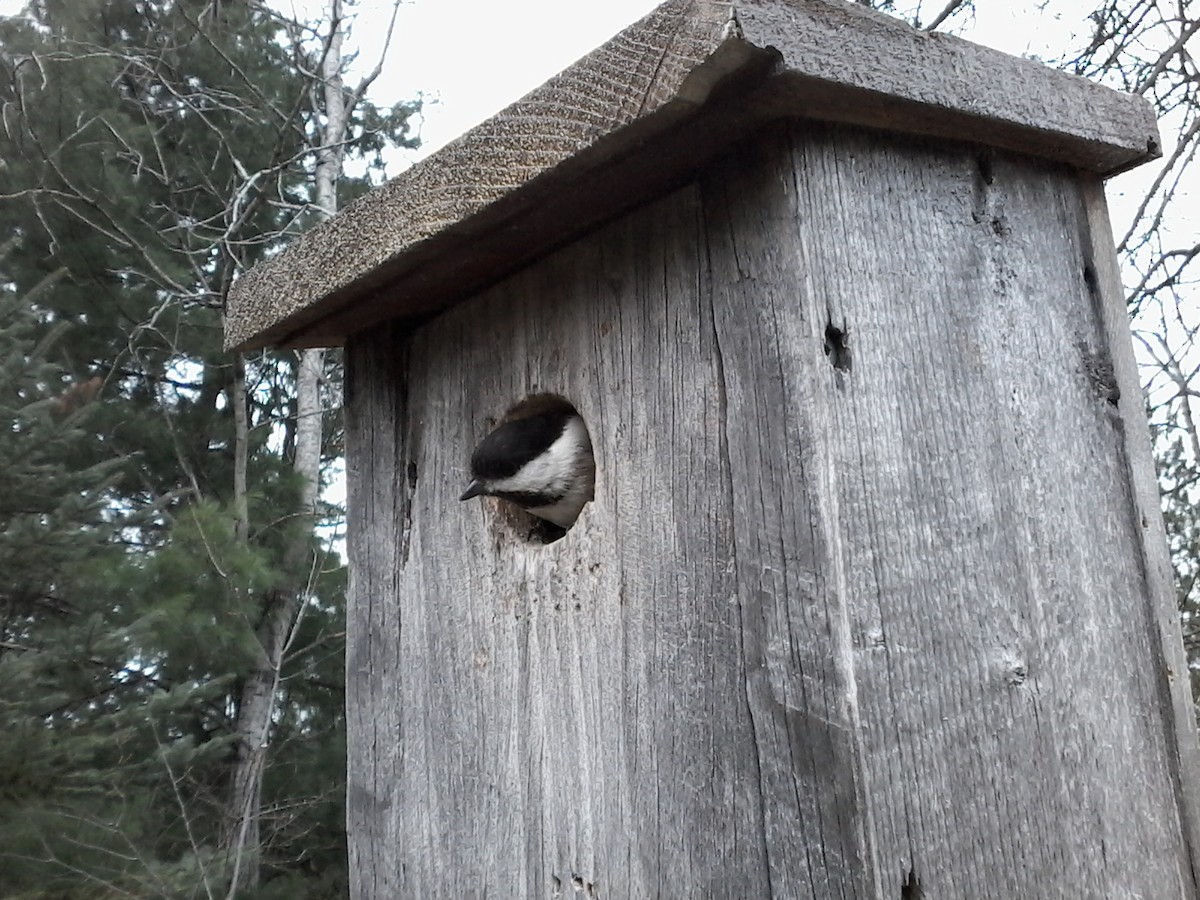 Black-capped Chickadee - ML618161113