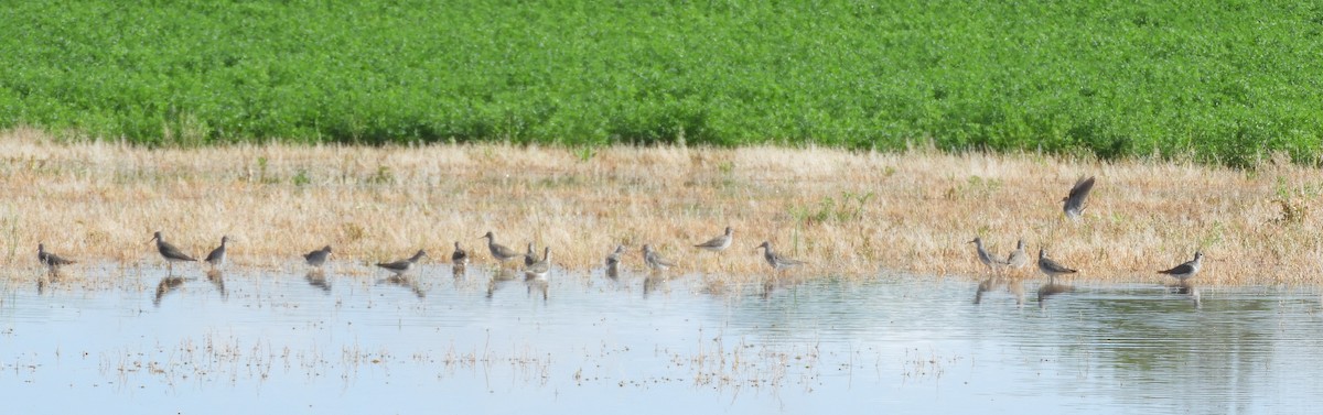 Solitary Sandpiper - ML618161114