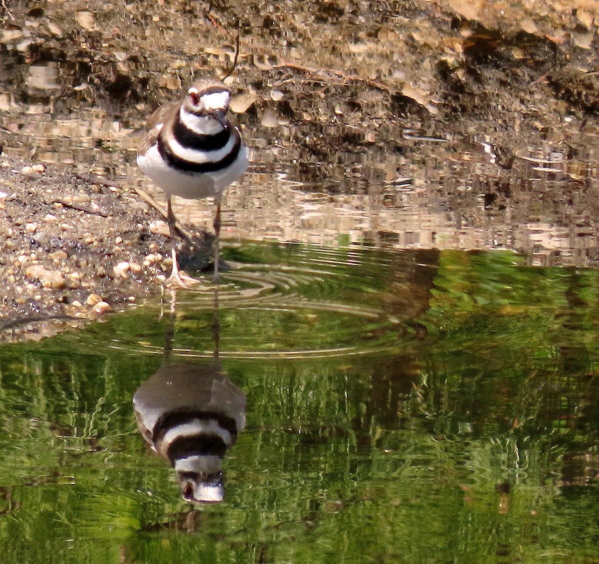 Killdeer - ML618161118