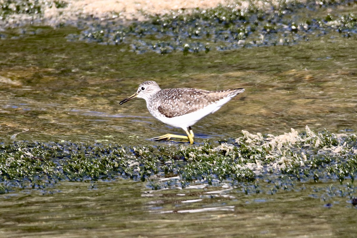 Solitary Sandpiper - ML618161124