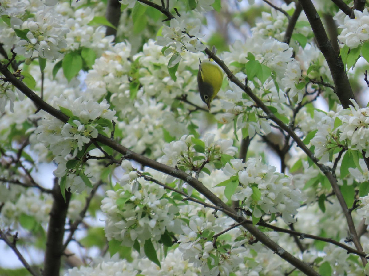 Nashville Warbler - Michael Adriaansen