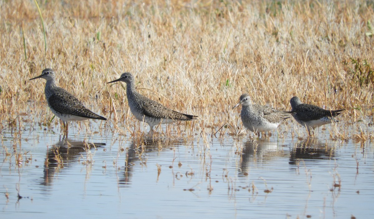 Solitary Sandpiper - ML618161133