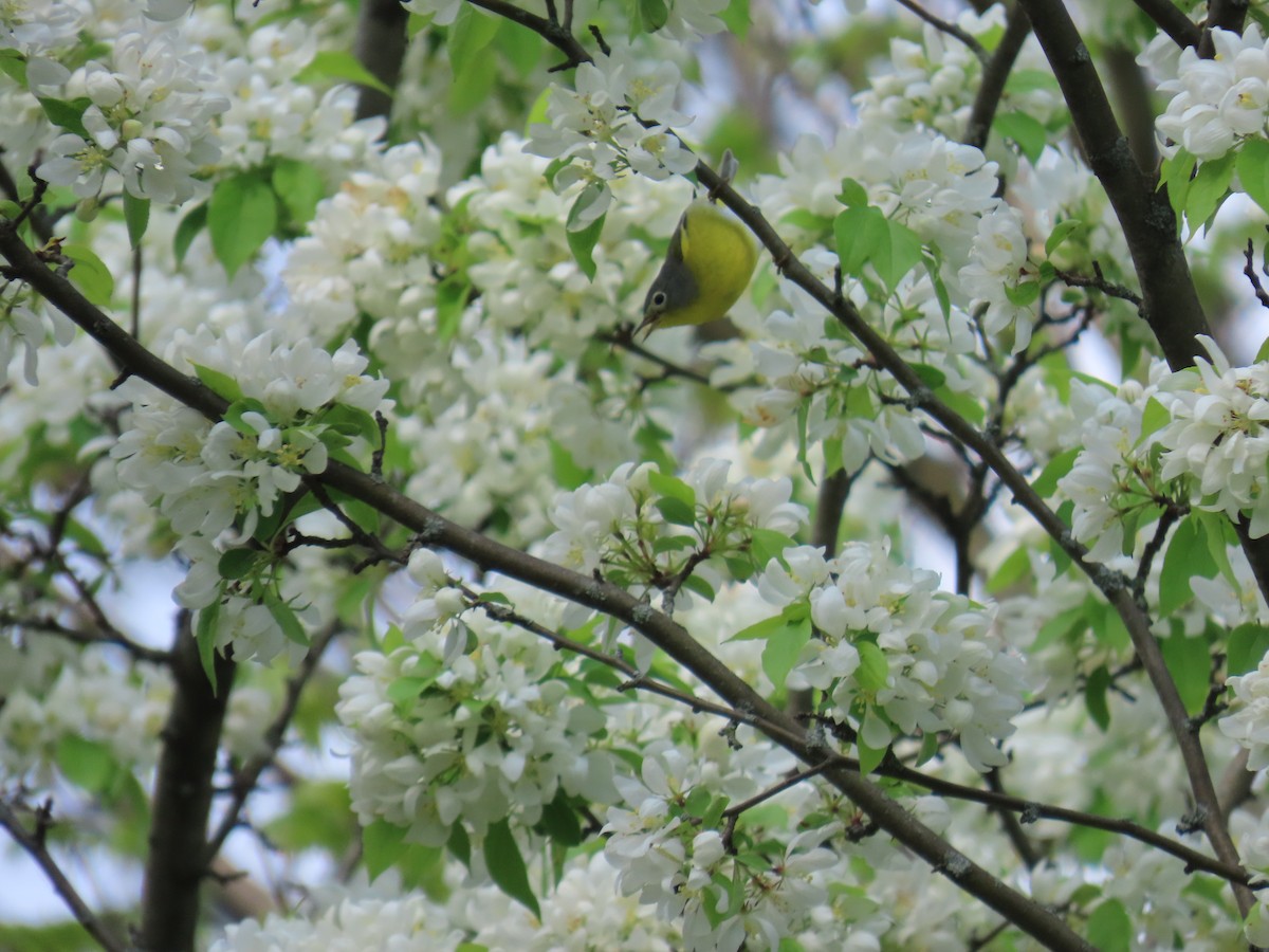 Nashville Warbler - ML618161136