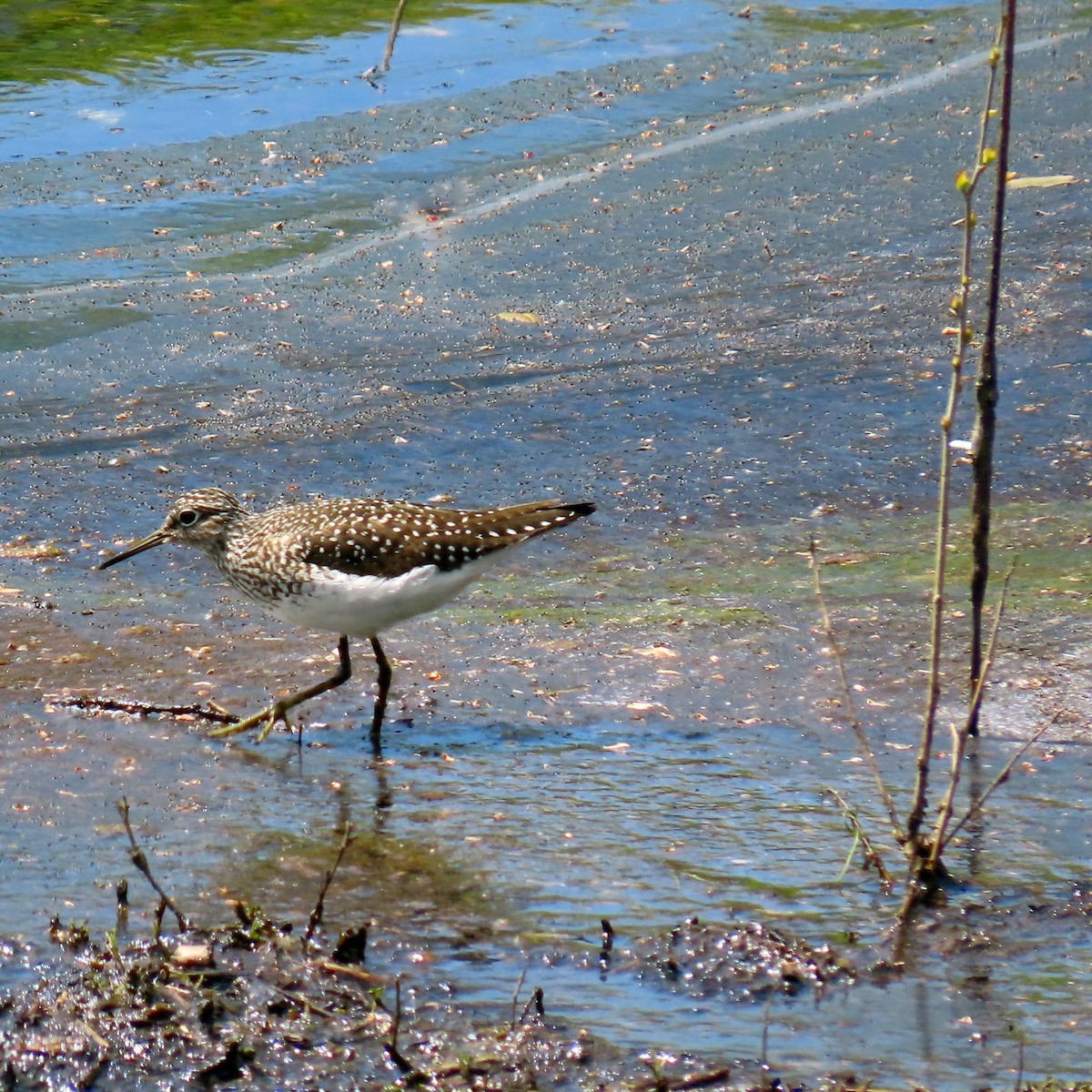 Solitary Sandpiper - ML618161161