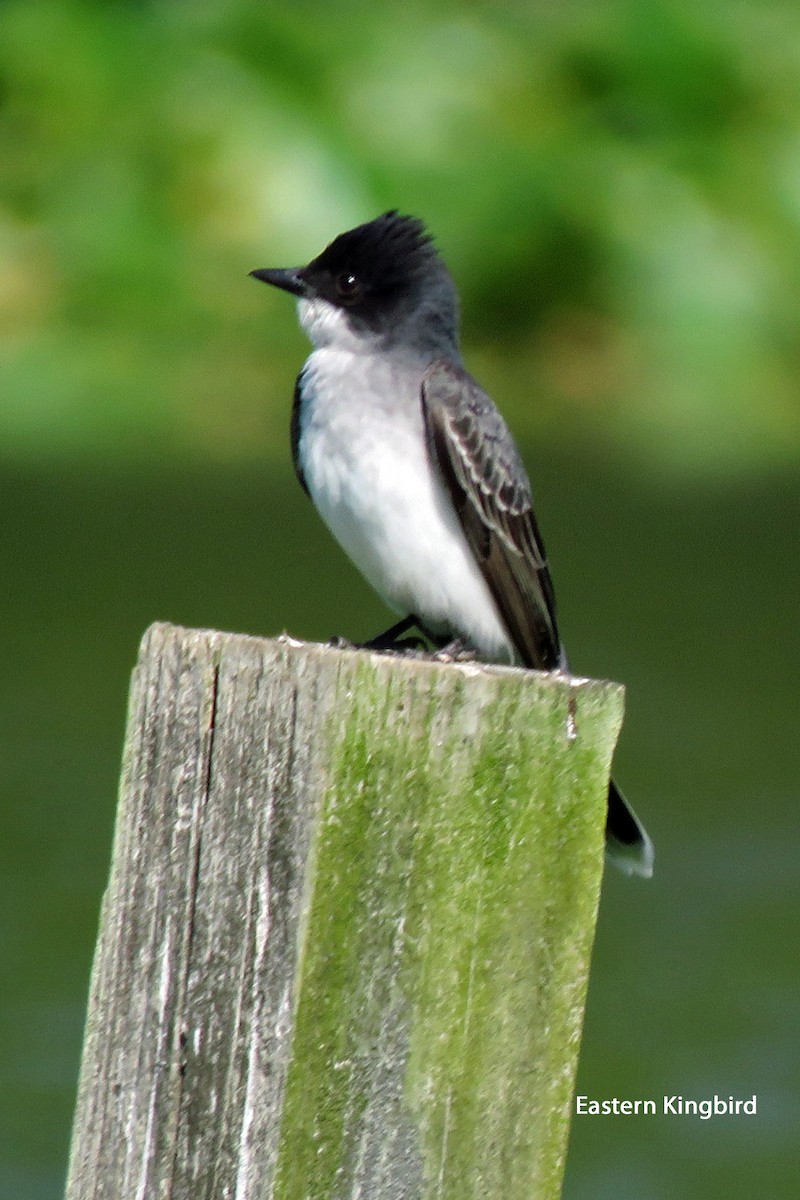 Eastern Kingbird - Merrill Lester