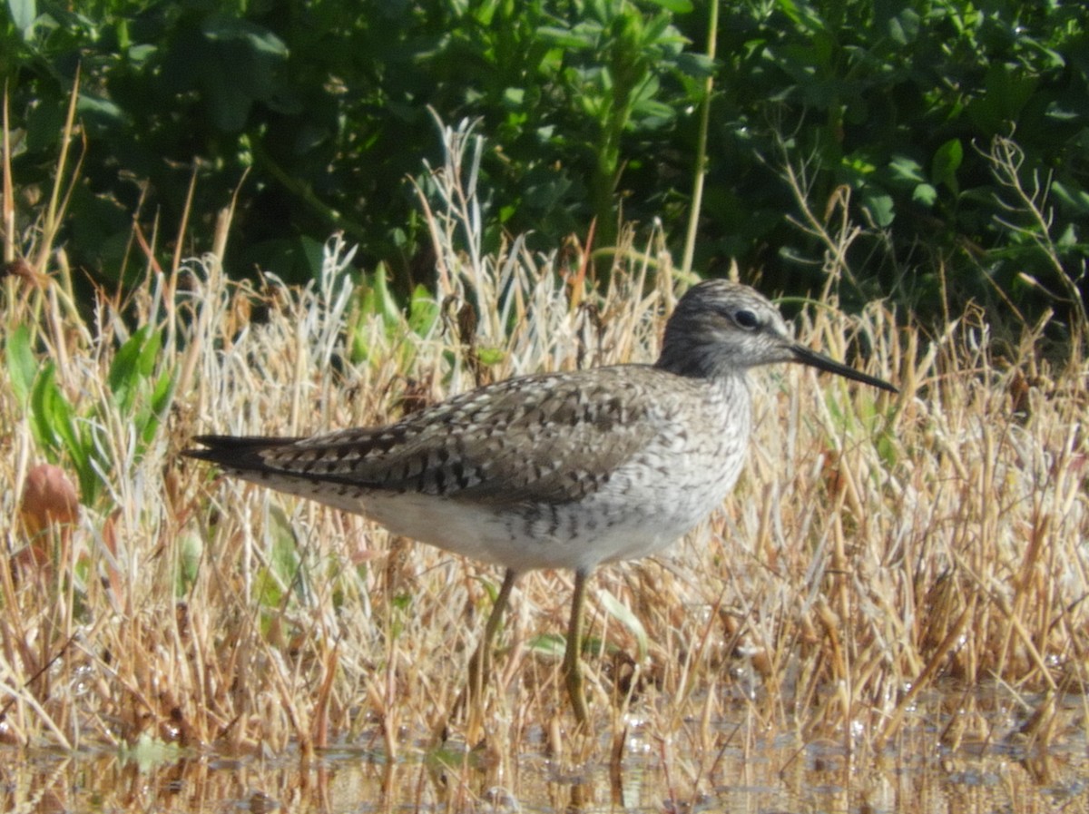 Solitary Sandpiper - ML618161166