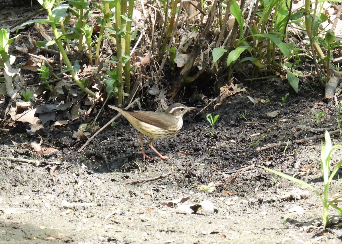 Louisiana Waterthrush - Cathy Weiner