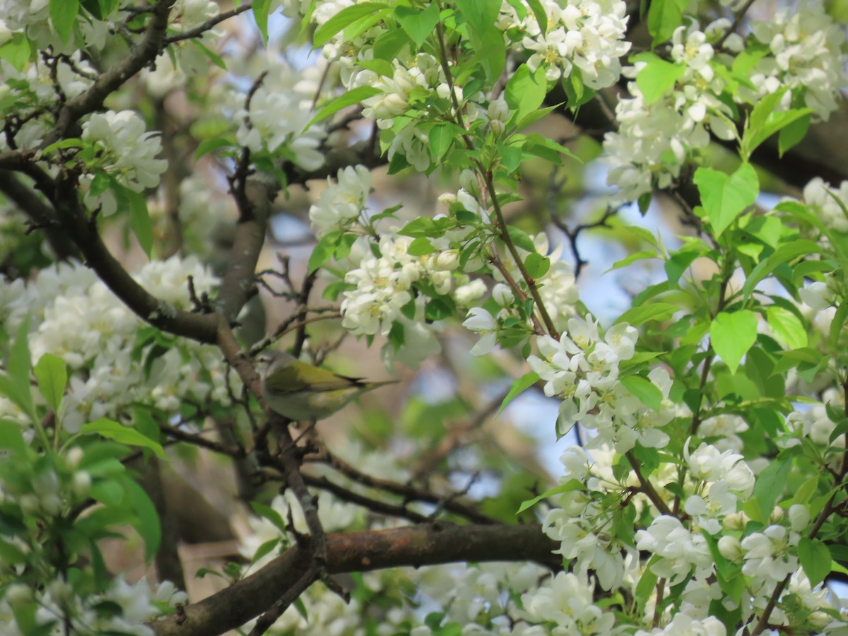 Tennessee Warbler - ML618161184