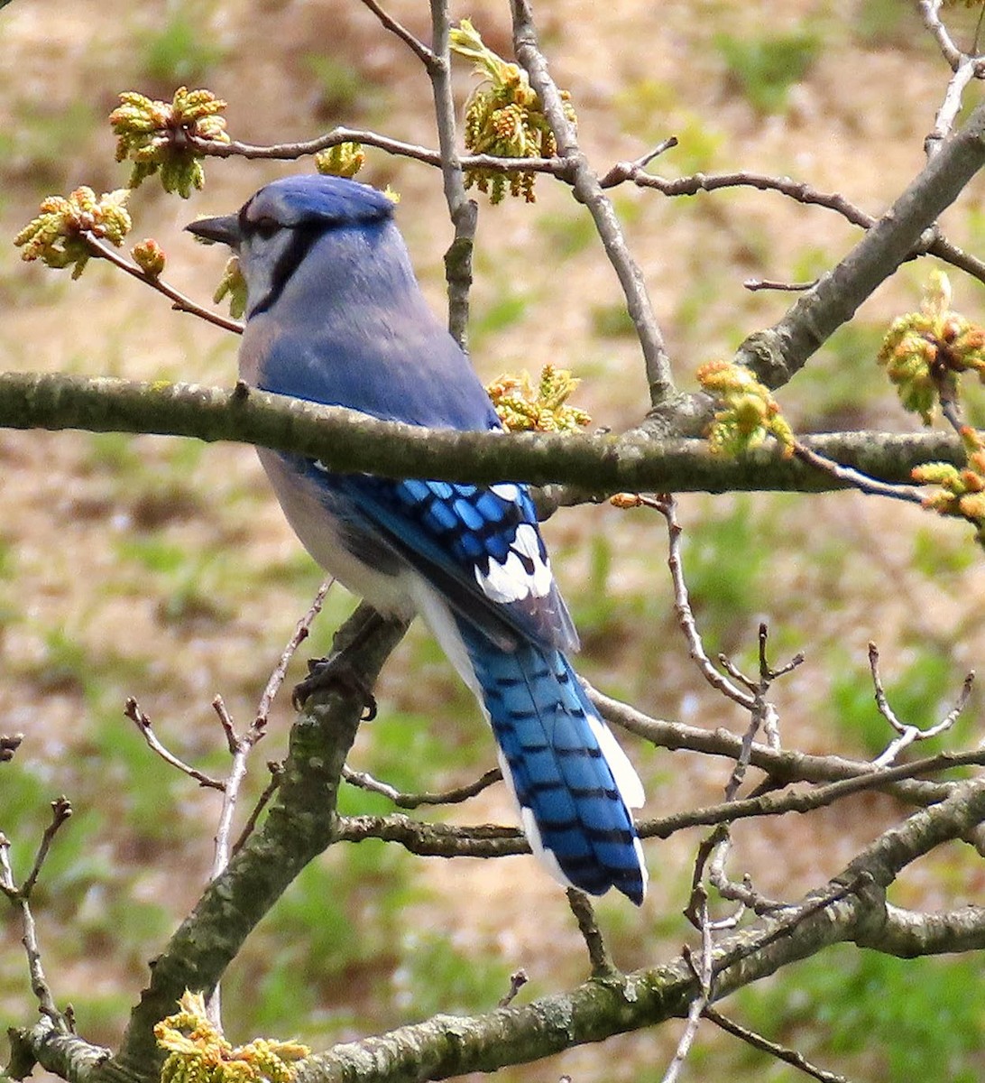 Blue Jay - ML618161188