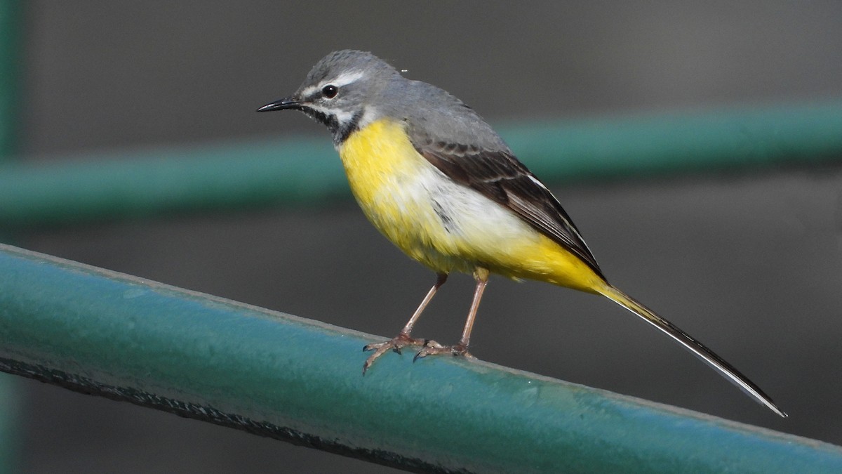 Gray Wagtail - Manuel García Ruiz