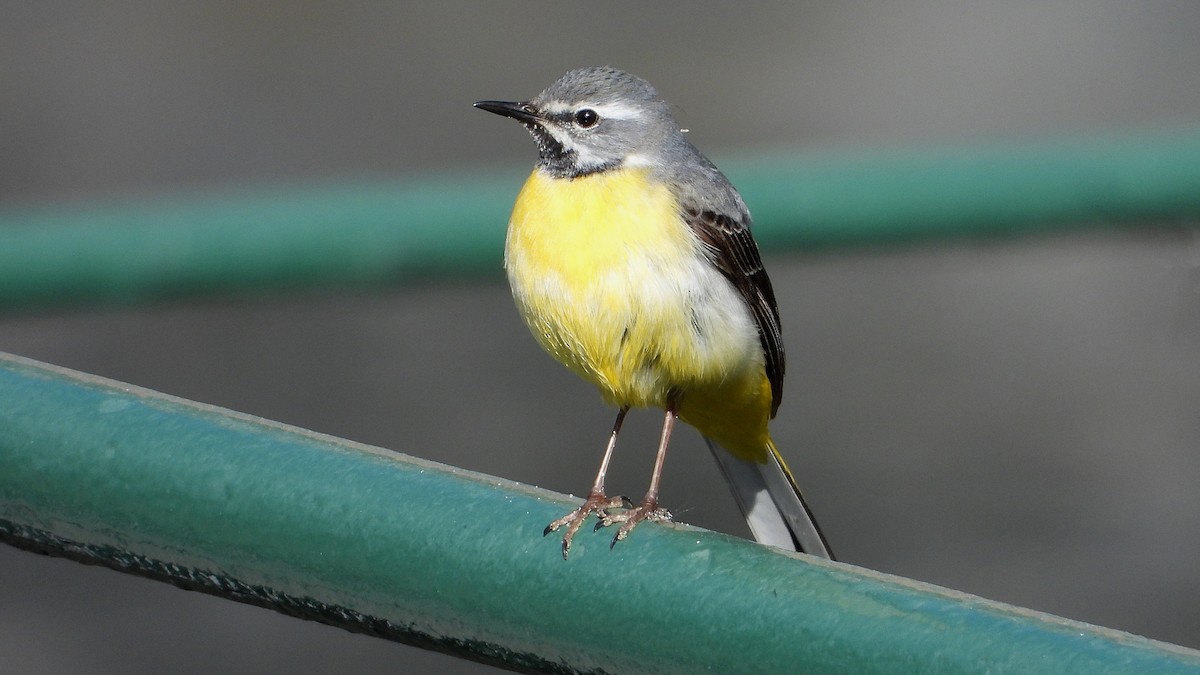 Gray Wagtail - Manuel García Ruiz