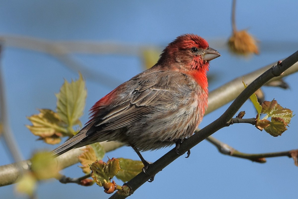 House Finch - Brenda Lindsey