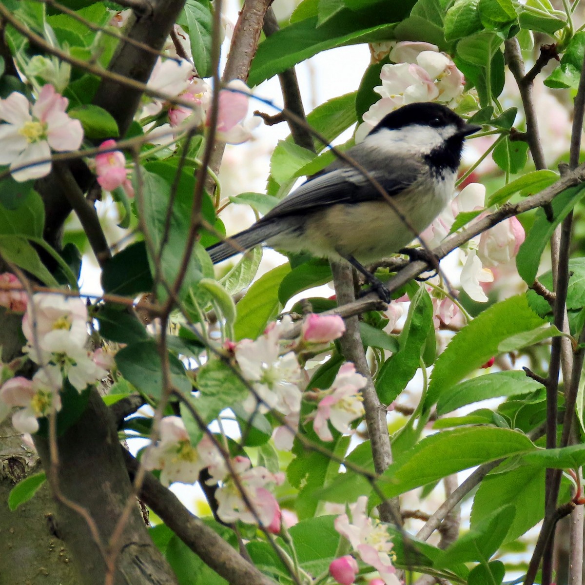 Black-capped Chickadee - ML618161199