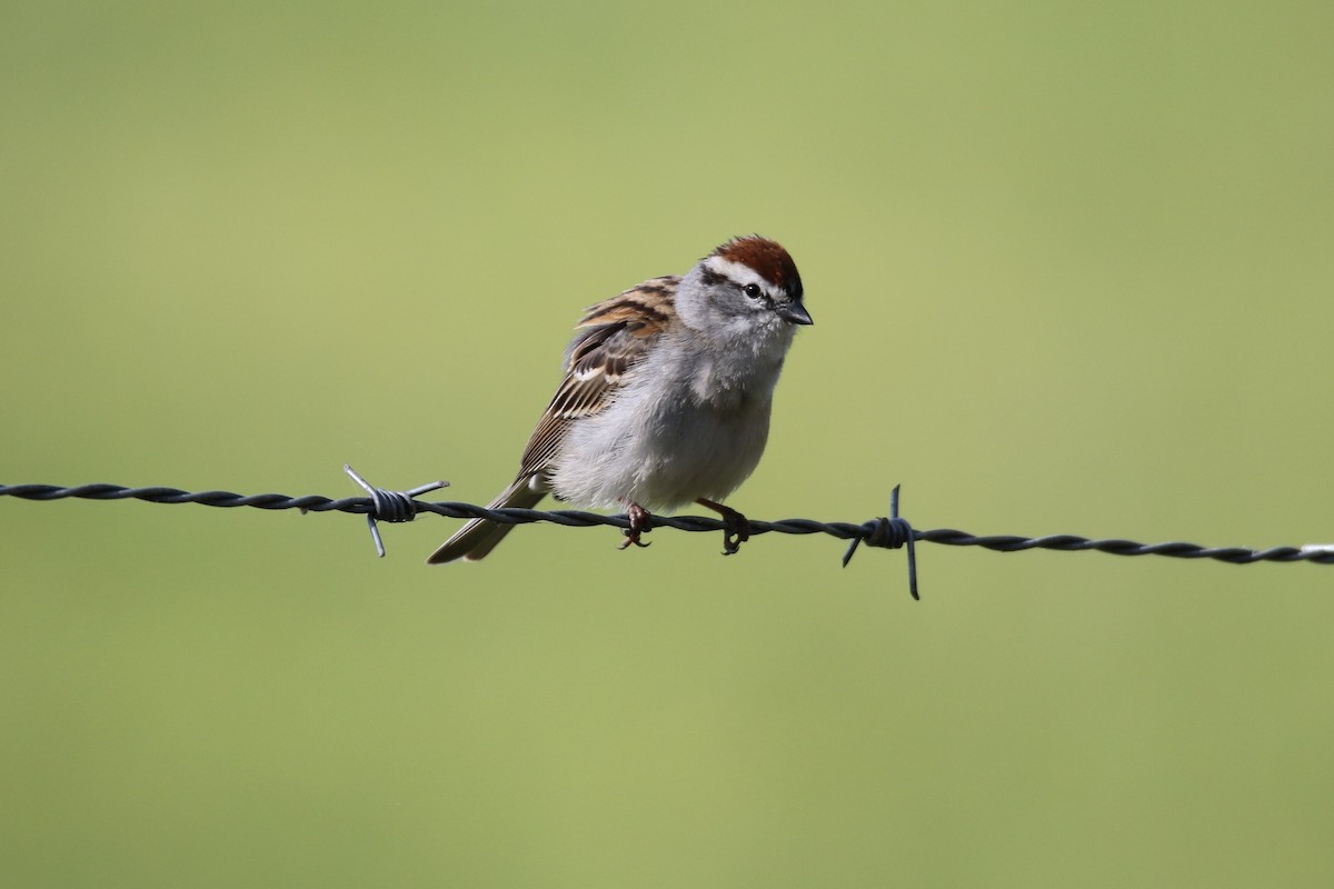 Chipping Sparrow - ML618161202