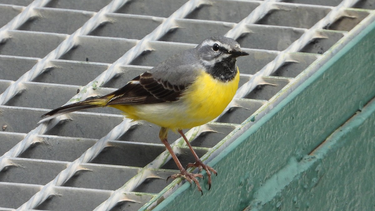 Gray Wagtail - Manuel García Ruiz