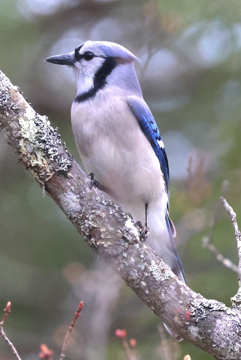 Blue Jay - ML618161207