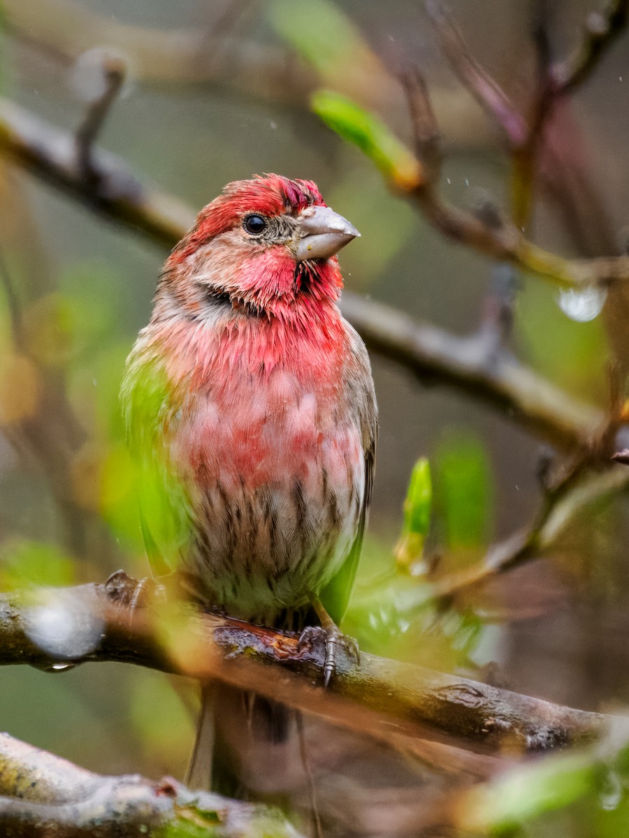 House Finch - Steven Meisel