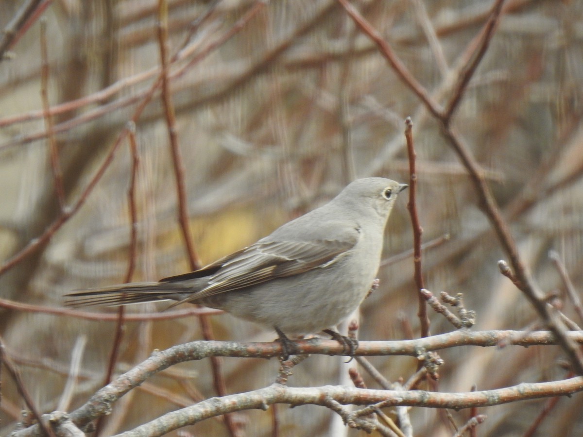 Townsend's Solitaire - Susann Myers