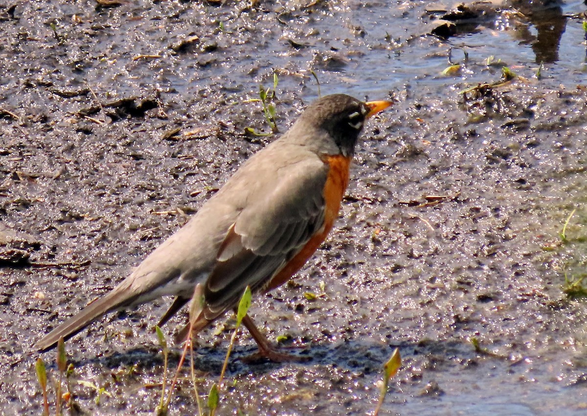 American Robin - ML618161231