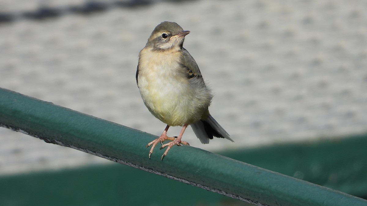 Gray Wagtail - ML618161233