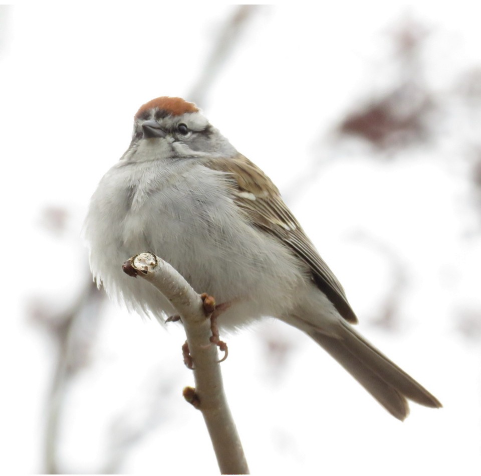 Chipping Sparrow - Gilbert Côté