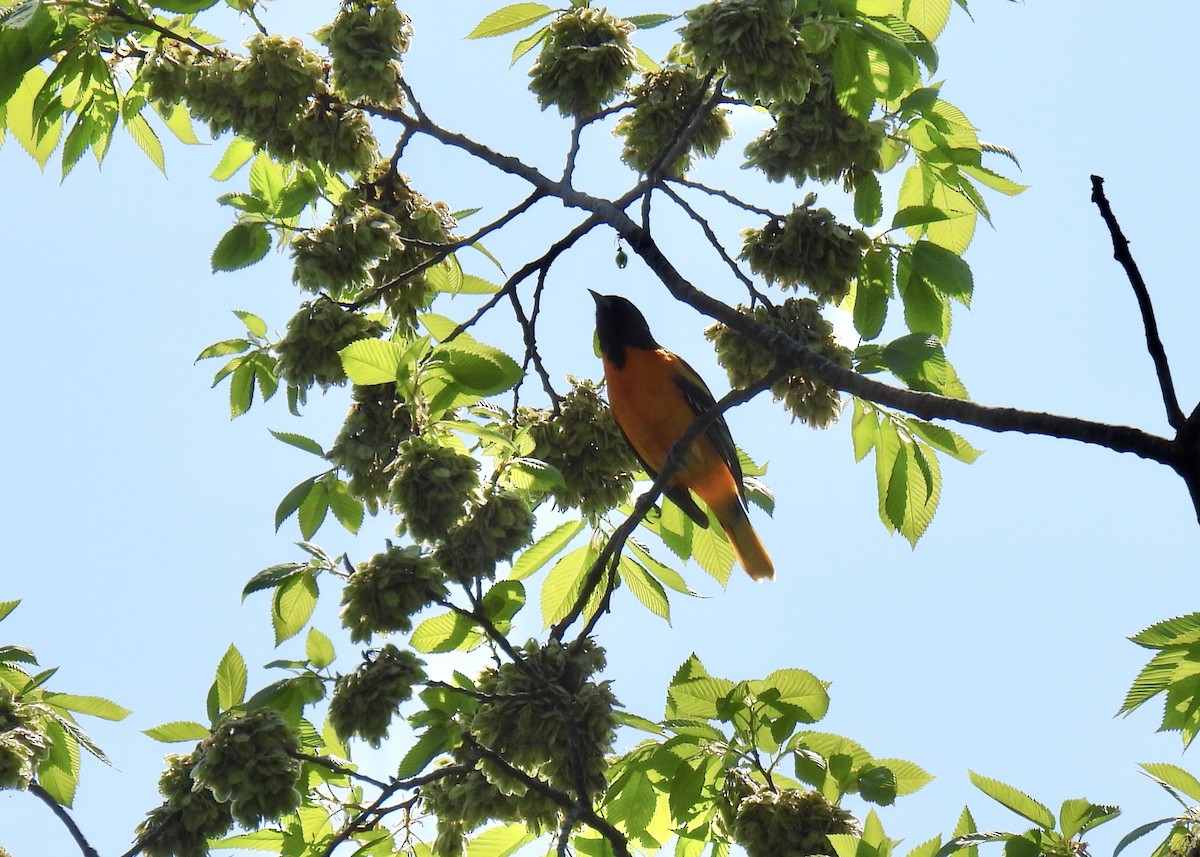 Baltimore Oriole - Cathy Weiner