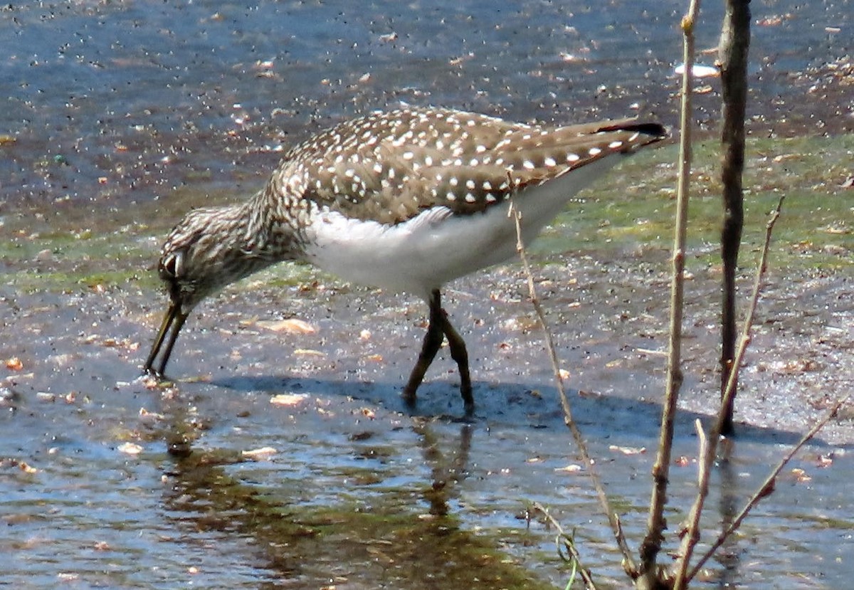 Solitary Sandpiper - ML618161255