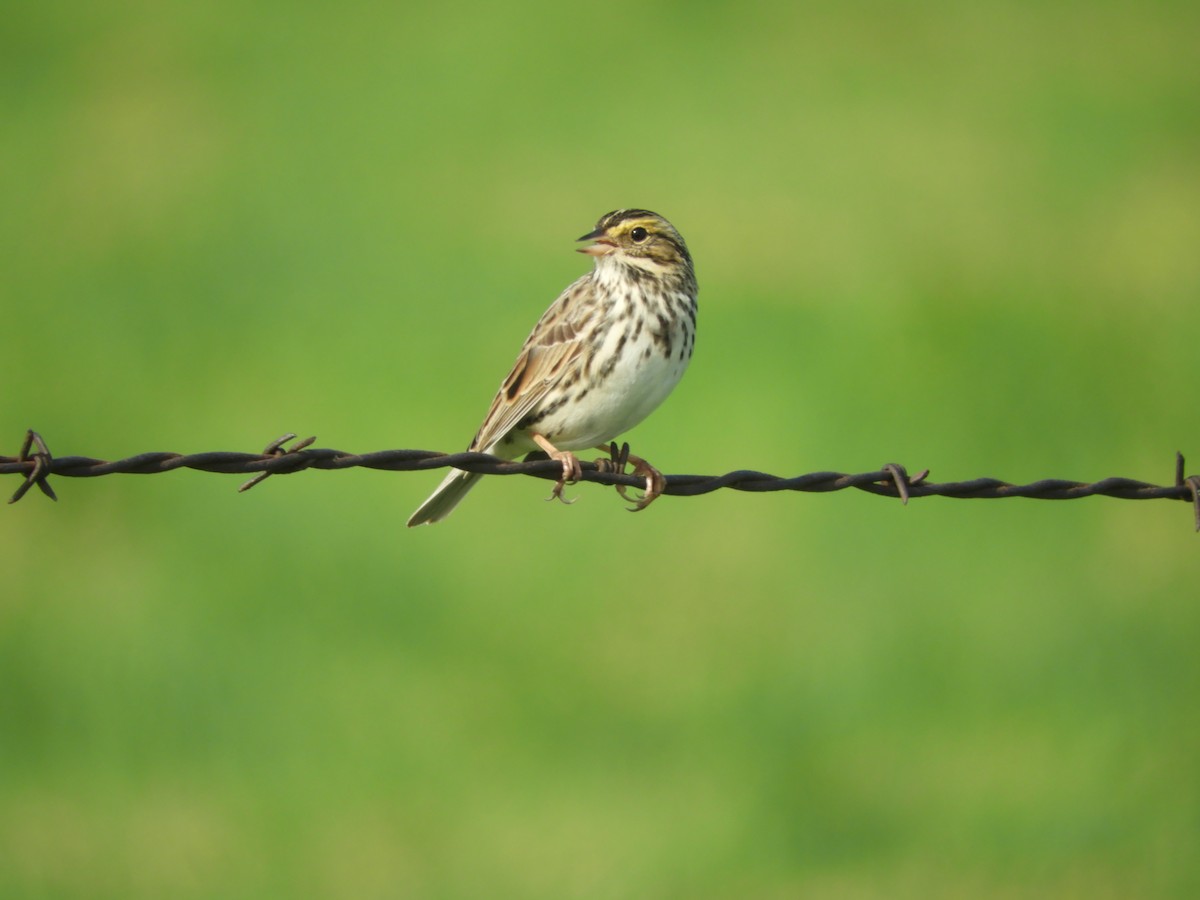 Savannah Sparrow - ML618161258