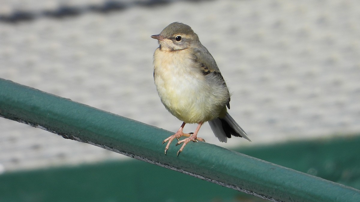 Gray Wagtail - Manuel García Ruiz