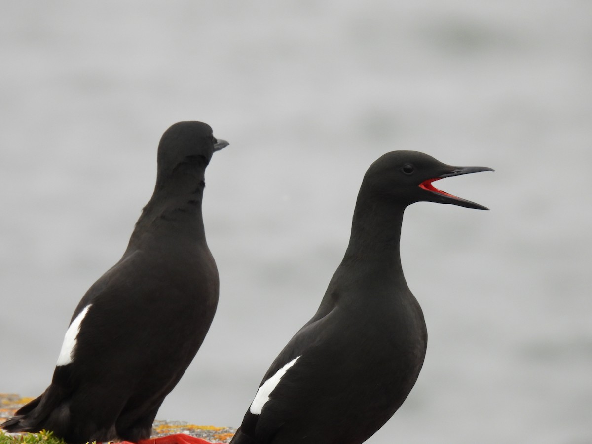 Black Guillemot - ML618161266