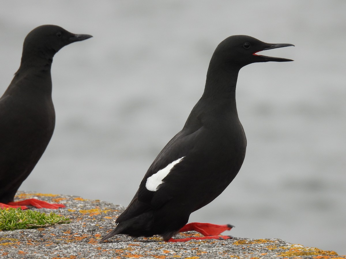 Black Guillemot - ML618161269