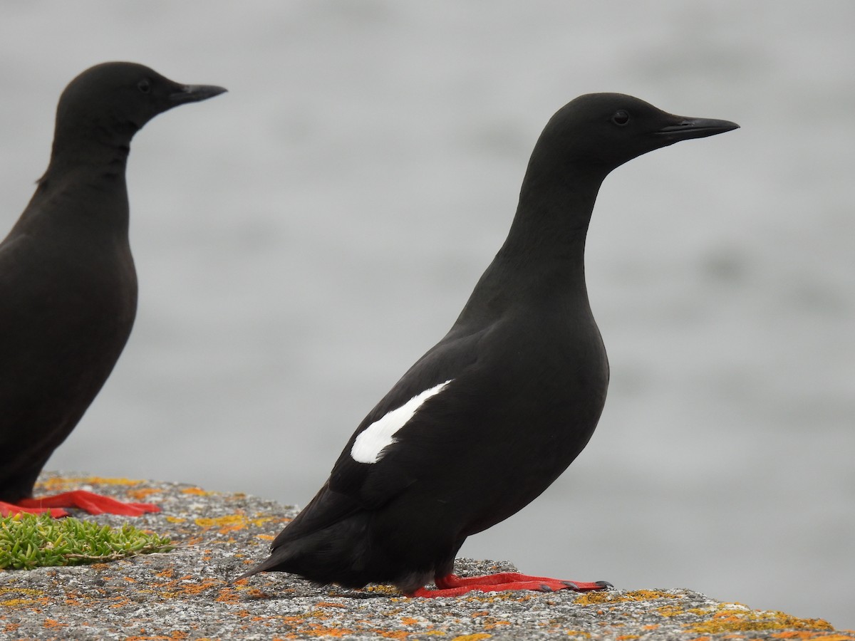 Black Guillemot - ML618161270