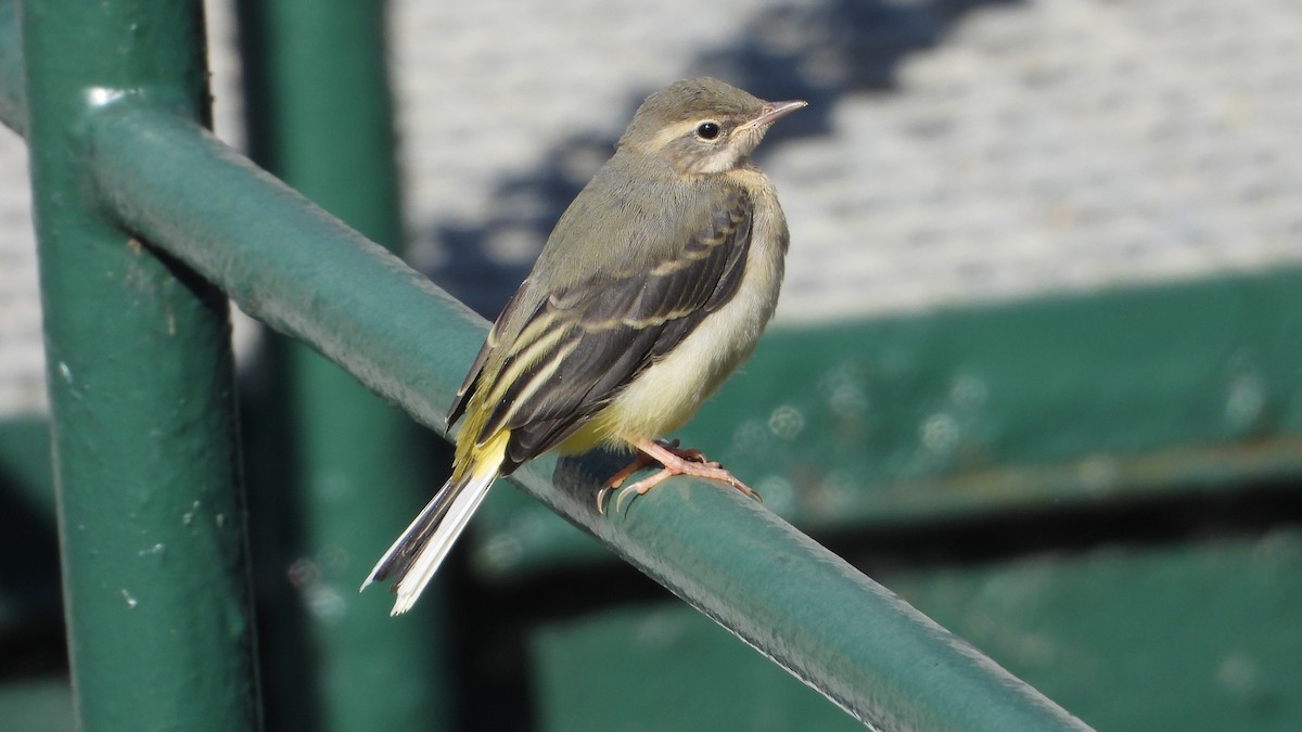 Gray Wagtail - Manuel García Ruiz