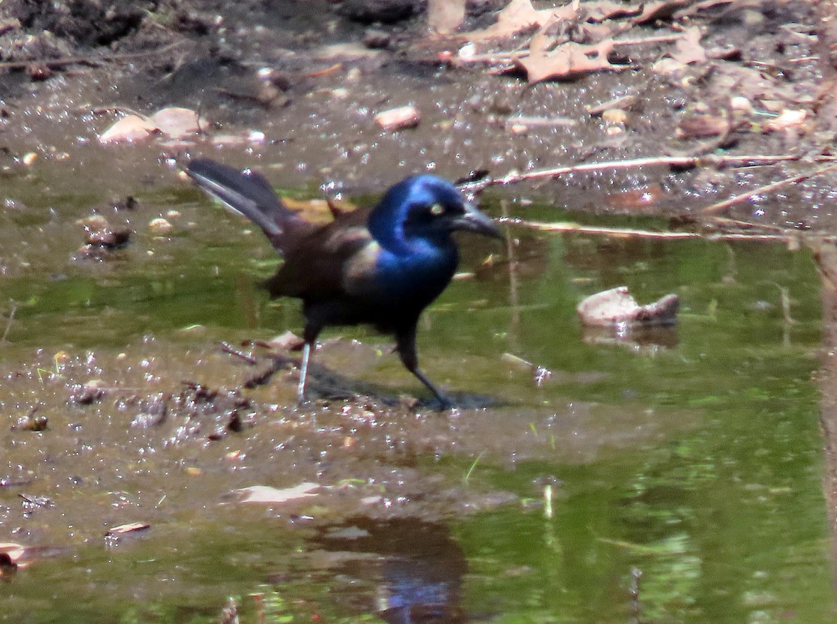 Common Grackle - ML618161285