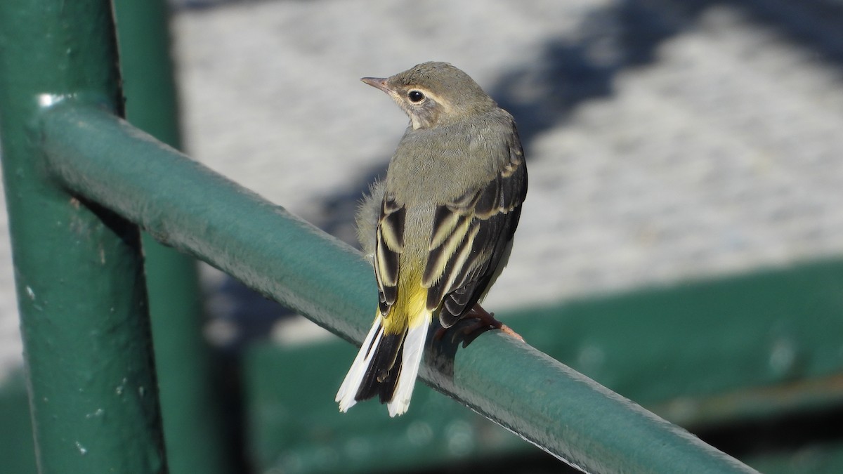 Gray Wagtail - Manuel García Ruiz