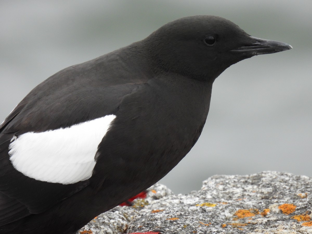 Black Guillemot - ML618161295