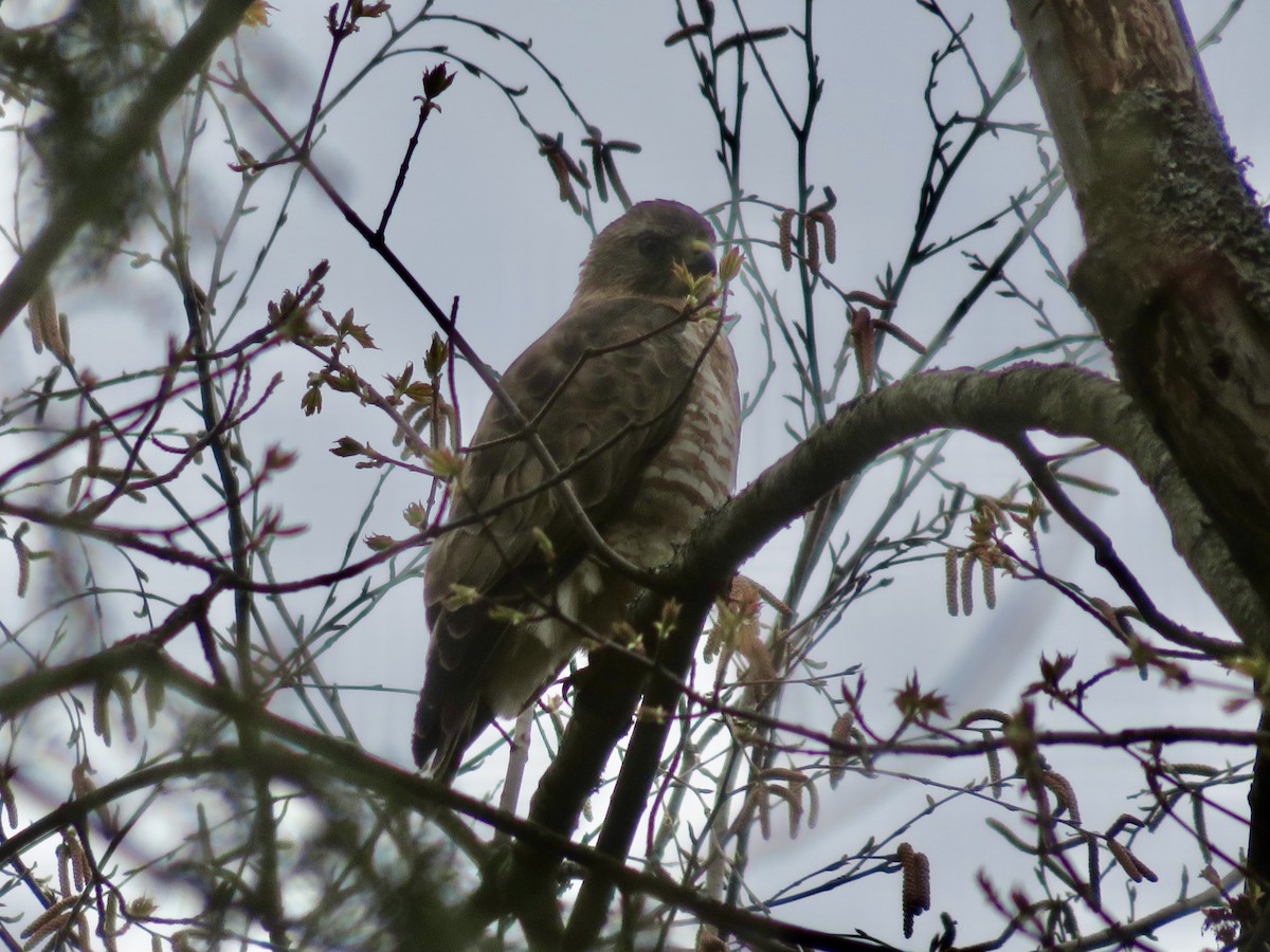 Broad-winged Hawk - ML618161298