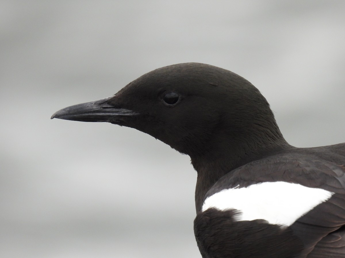 Black Guillemot - ML618161303