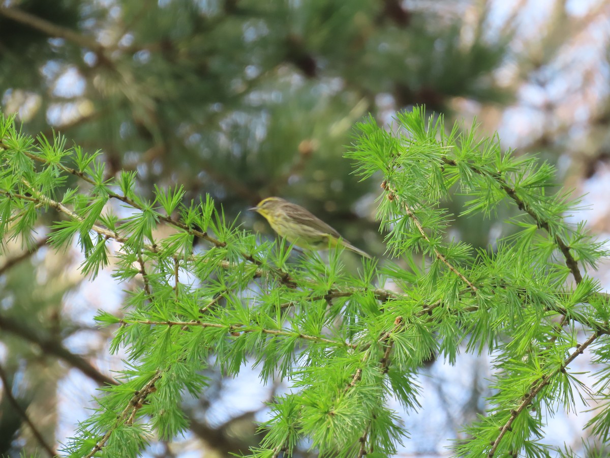 Palm Warbler - ML618161318